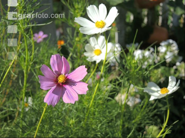 Cosmea 5