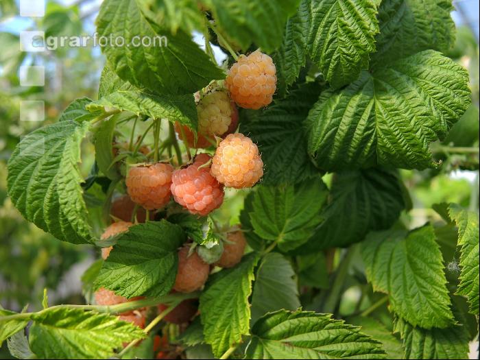 Gelbe Himbeeren