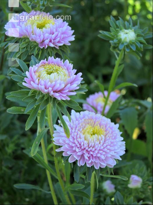 Aster 5