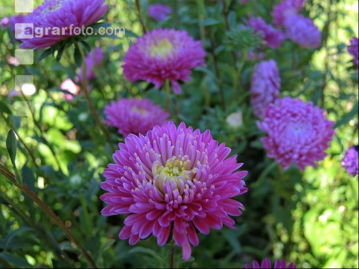 Aster 6