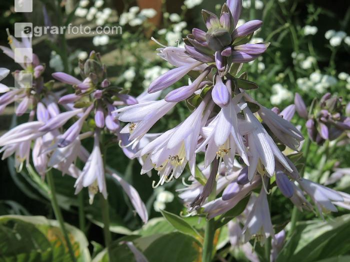 Hosta blühend