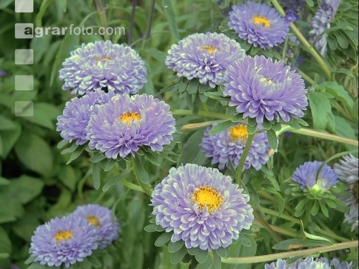 Aster 4