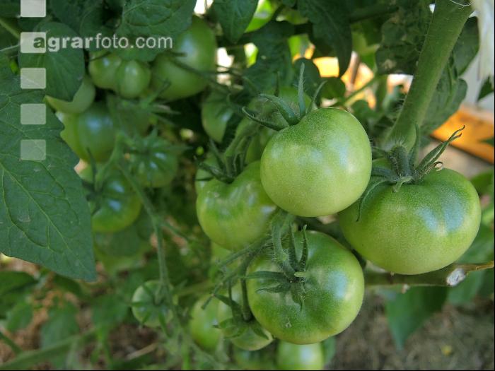 Tomaten unreif 3