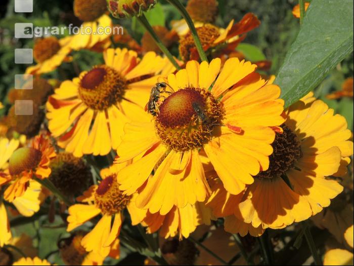 Sonnenbraut 5