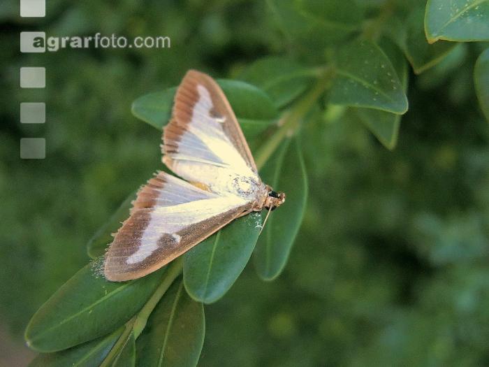 Buchsbaumzünsler Schmetterling 3