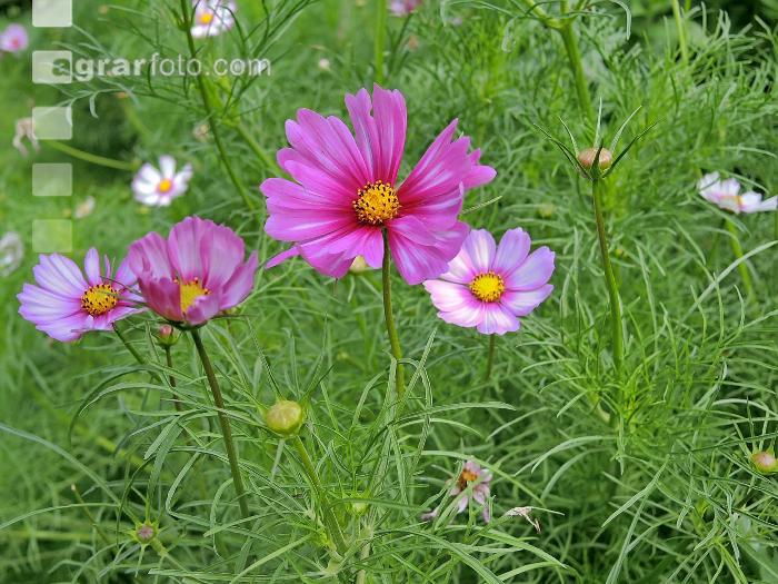 Cosmea 4