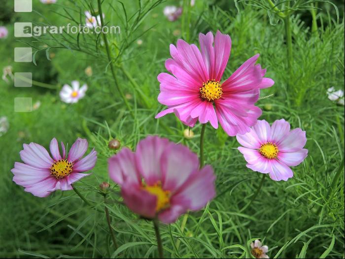 Cosmea 2