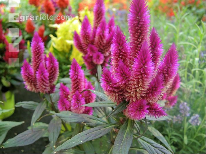 Celosia 3