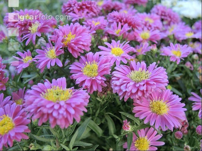Aster 4