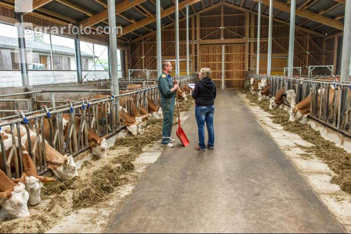 Beratung Kalbinnenfütterung 6