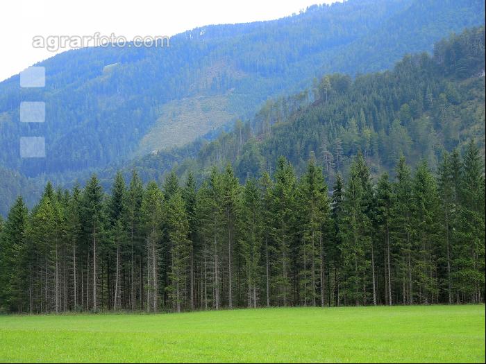 Bergwald 11