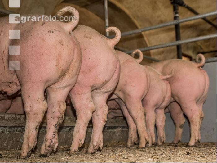 Schweine fressen 57