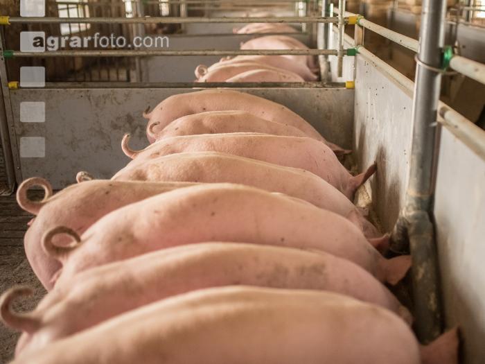 Schweine fressen 54