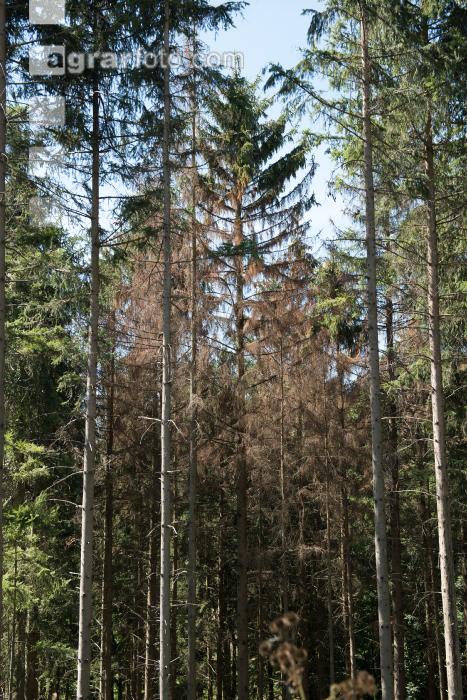 Käferbäume 13