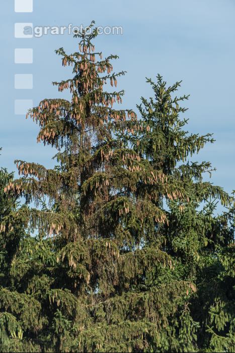 Käferbäume 12