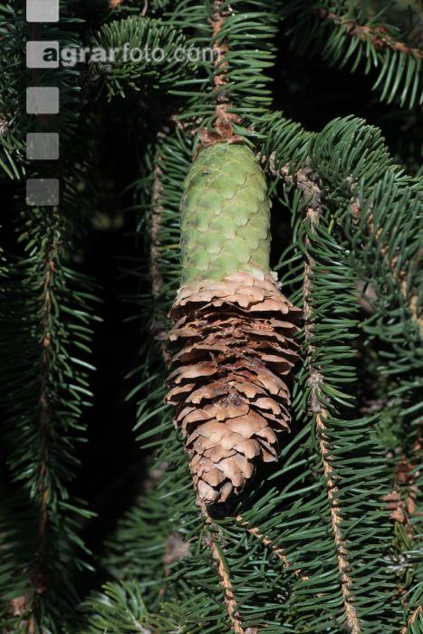 Fichtenzapfen von Käferbaum 1