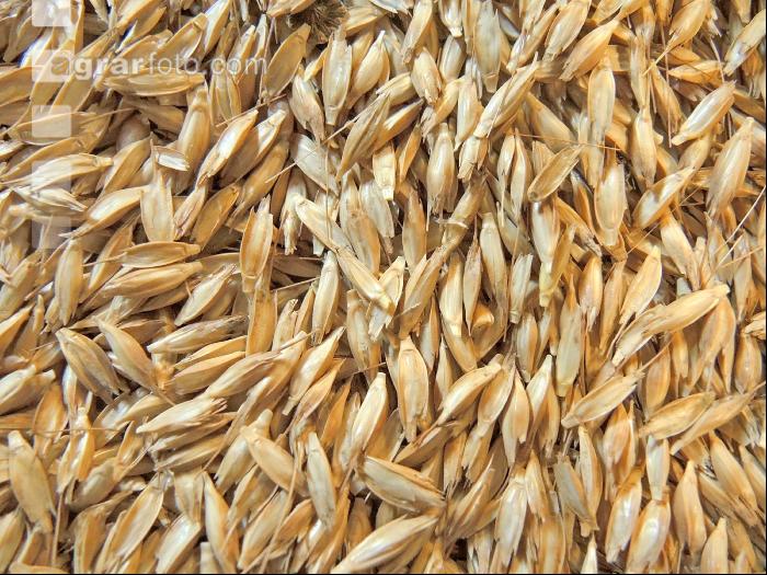 Einkorn 6