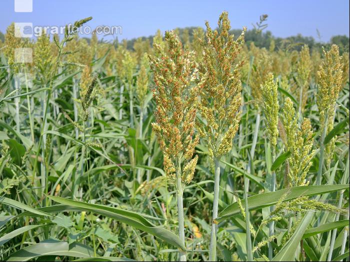 Sorghum 1