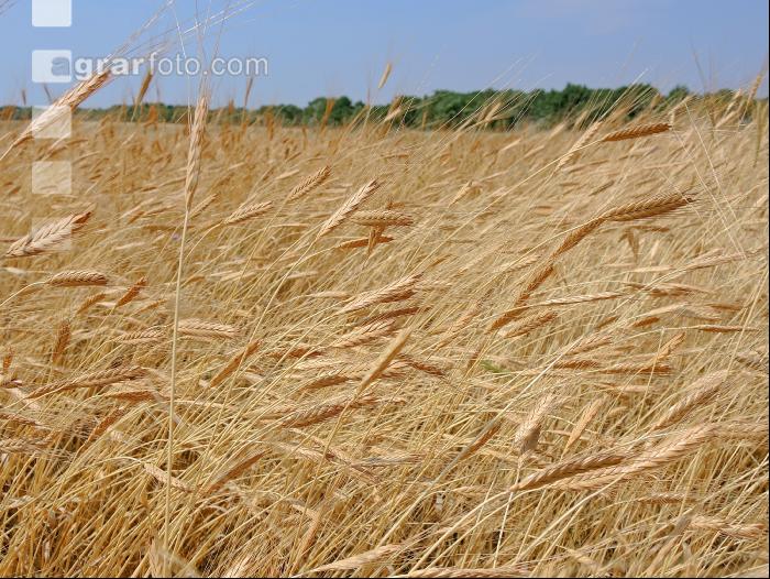 Einkorn 5