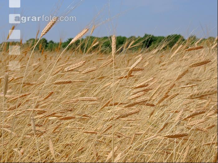 Einkorn 4