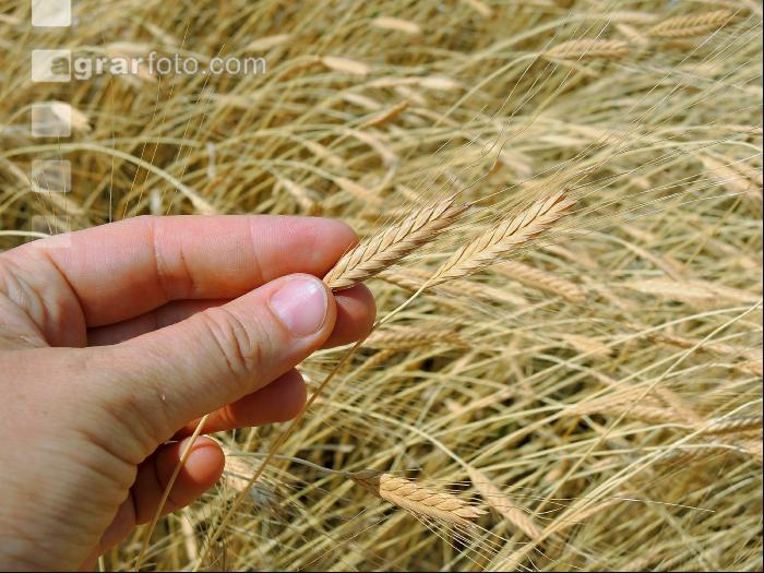 Einkorn 3
