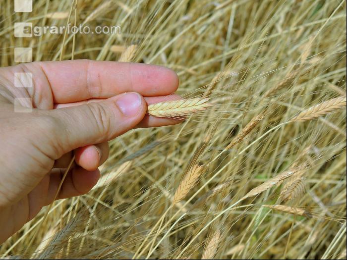 Einkorn 2
