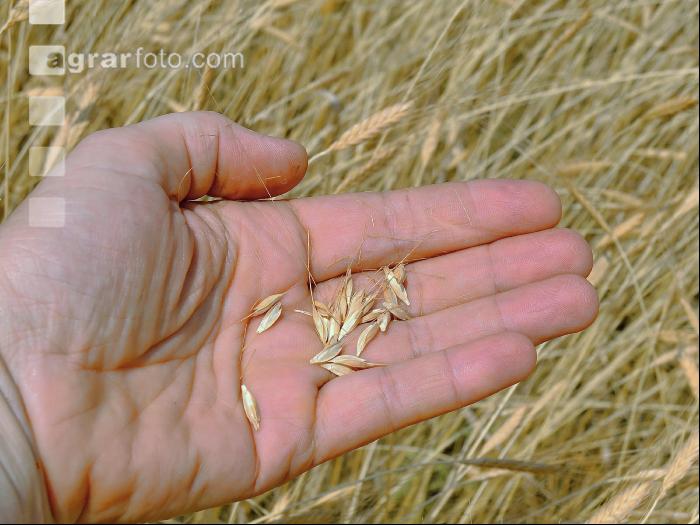 Einkorn 1