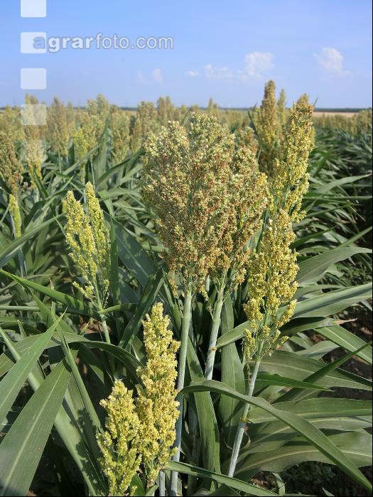 Sorghum 2
