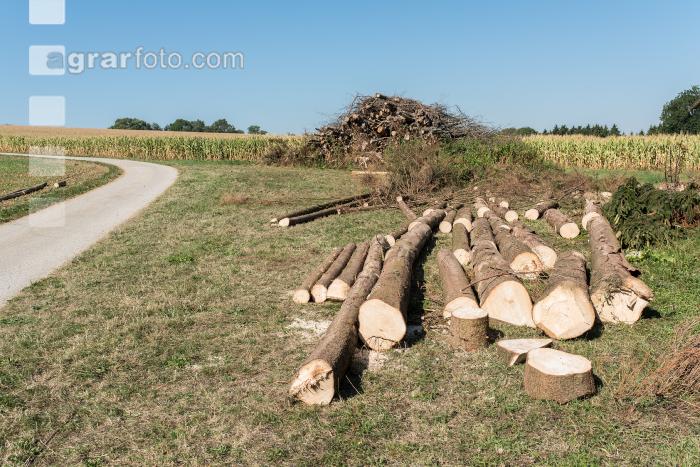 Käferholz Fichte 5