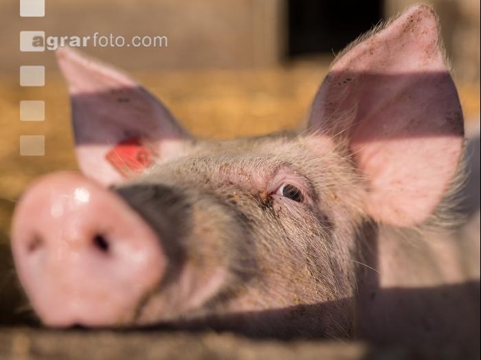 Schweinehaltung Praxisunterricht 6