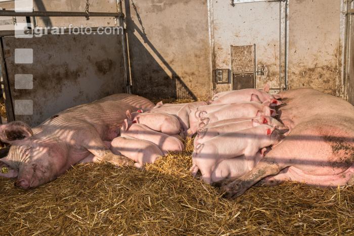 Schweinehaltung Praxisunterricht 5