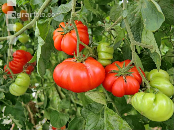 Fleischtomate 6