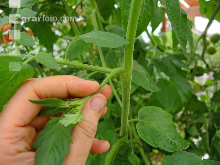 Tomaten ausgeizen 1