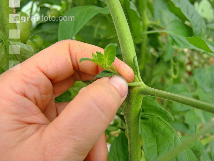 Tomaten ausgeizen 2