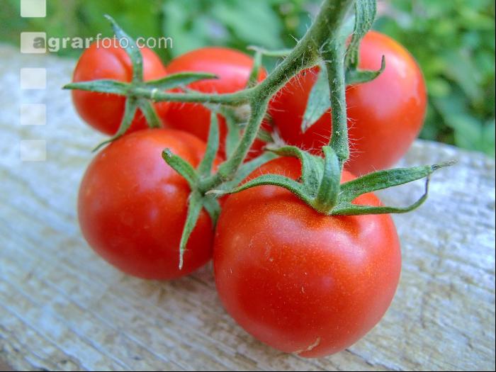 Tomate 12