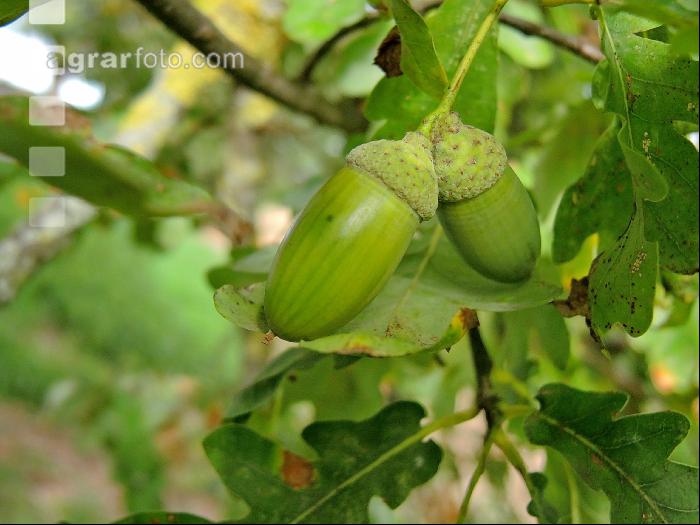Eiche Frucht 3