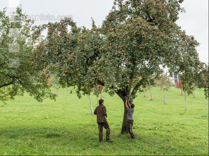 Obstbau Praxisunterricht 22