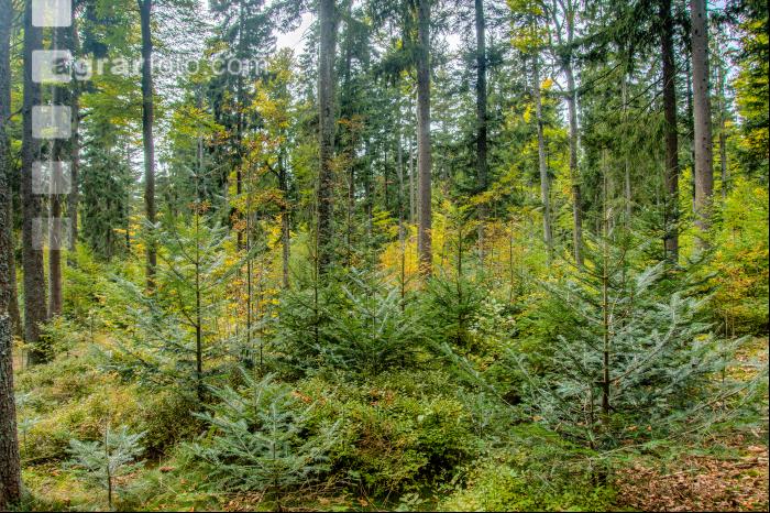 FiTaBuMischwald 01