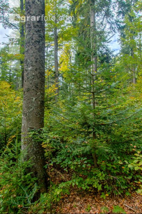 FiTaBuMischwald 02