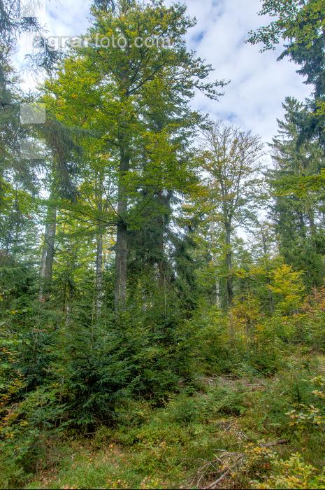 FiTaBuMischwald 06