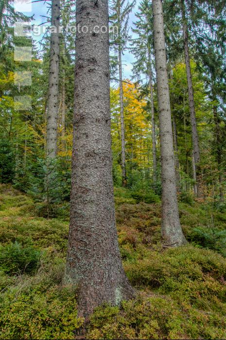 FiTaBuMischwald 07