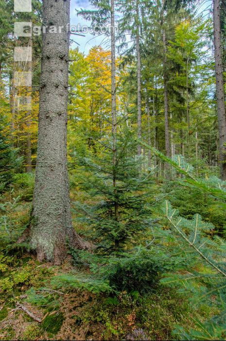 FiTaBuMischwald 08