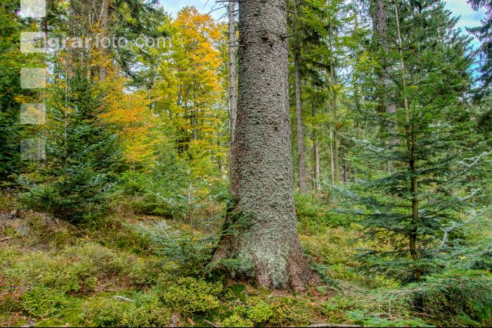FiTaBuMischwald 09