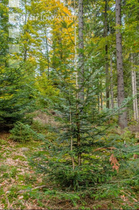 FiTaBuMischwald 11