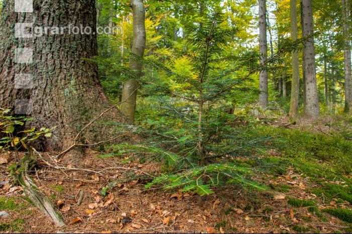 FiTaBuMischwald 13