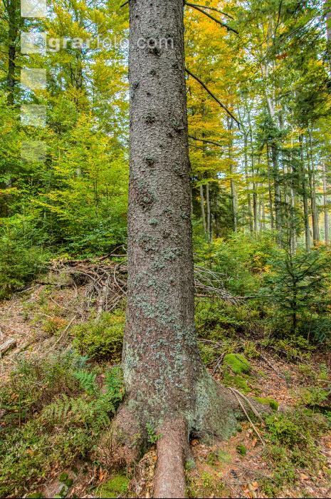 FiTaBuMischwald 14