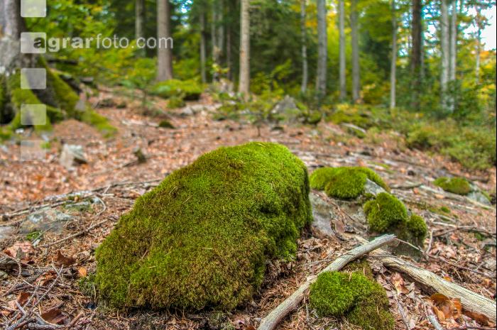 FiTaBuMischwald 15