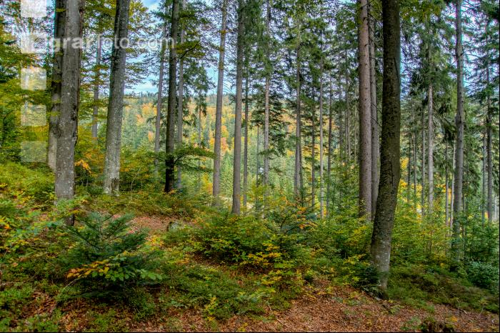 FiTaBuMischwald 16