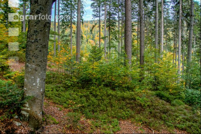 FiTaBuMischwald 17