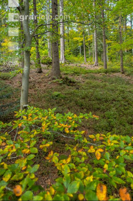 FiTaBuMischwald 18